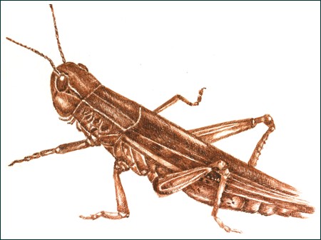 Ziogelis 
